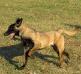 malinois puppies
