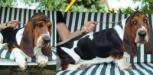 young basset hound