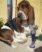 basset hound