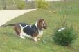 basset hound