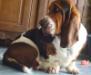 basset hound