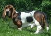basset hound