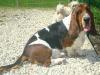 basset hound