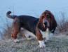 basset hound