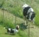 basset hound & cow