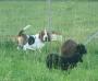 basset hound and sheeps