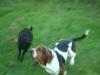 basset hound and sheep