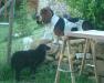 basset hound and sheep