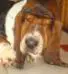 basset hound