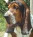 basset hound portrait