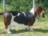 basset hound