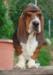basset hound
