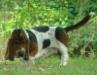basset hound