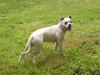 Rowe Yankee Doodle Daisy VII