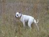 Yankee Doodle Daisy IV