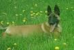DeMeaux Malinois
