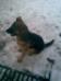 4m old pup