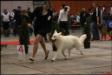 Brussels dogshow 2011