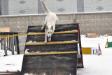 Agility