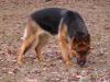 Apache 17 months