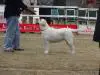 Specialty Show in Lahore, Pakistan; 3rd Feb 2013 Judged by Frank Gilroy