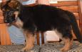 8 weeks old