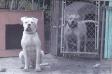 chloe and duke