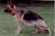 Felia vom Klostermoor Picture