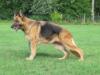Ronja vom Portaner Picture