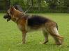 Onixa von Haus Abate Picture