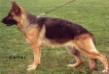 Lucky von der Liebeswarte Picture