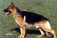Puma I van Lammersbeek Picture