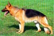 Ted von Barendika Picture