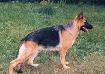 Tammy von Bewie Picture