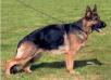 Yenti vom Haus Dexel Picture