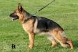 Demira z Arnultovic Picture