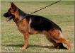 Astana Alfons Picture