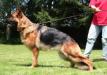 Ruby vom Kaufungerwald Picture