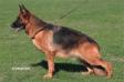 Honda von Panoniansee Picture