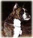 Hazel v Okeler Forst Picture