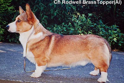 CH Rodwell BRASS TOPPER
