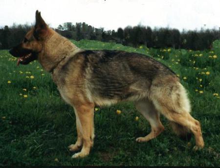 G Ira vom Schloß Solitude