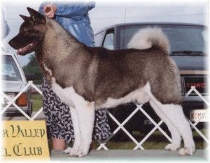 AKC CH Goshen's Toshi Of Toshimi