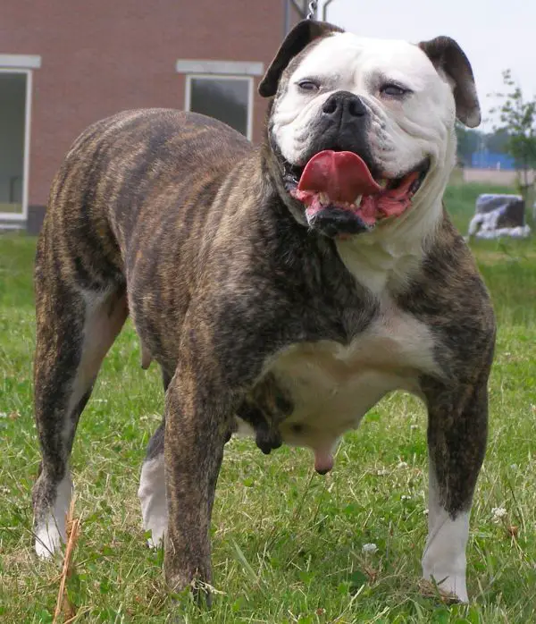 Bulls of Crown's Zora of Freestyle