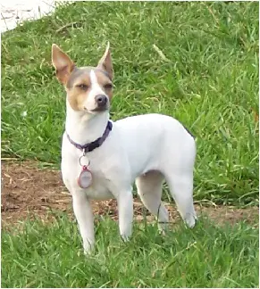 Hall's Blueberry Muffin