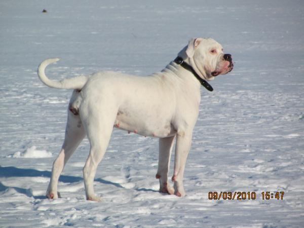 JCH BY,RUS,Breed,CH BY,RUS,Breed Carpen Diaz Vanessa May