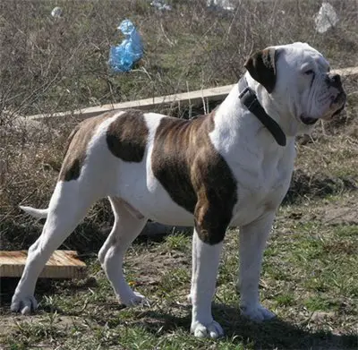 CH Backyard's Venturesome Tank