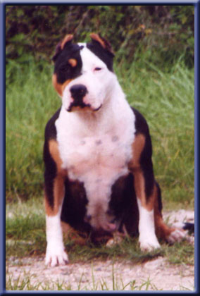 No Gang [sans affixe]