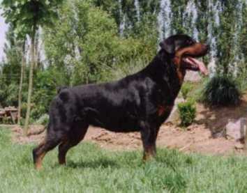 Qatho van de Bolobossen