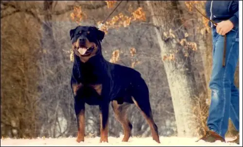 SELECT AM CH Boss vd Biestse Hoeve